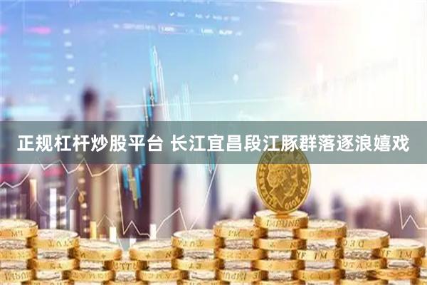 正规杠杆炒股平台 长江宜昌段江豚群落逐浪嬉戏